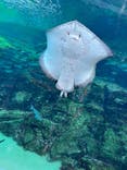 九十九島水族館海きららに投稿された画像（2023/11/17）