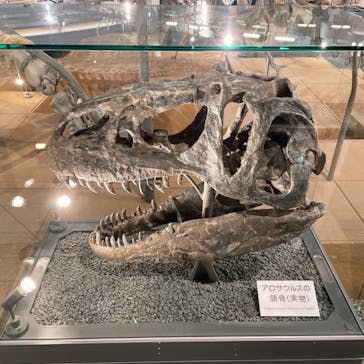 福井県立恐竜博物館に投稿された画像（2023/11/17）