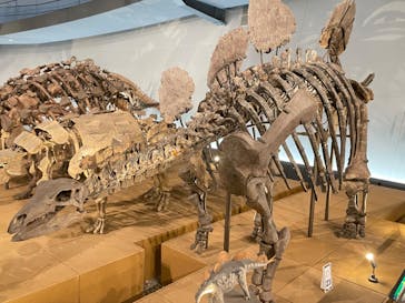 福井県立恐竜博物館に投稿された画像（2023/11/17）