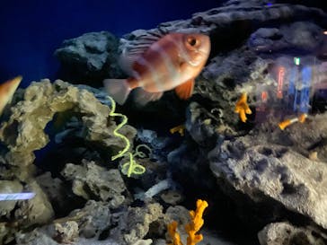 沖縄美ら海水族館に投稿された画像（2023/11/17）