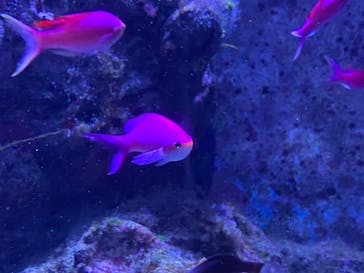 沖縄美ら海水族館に投稿された画像（2023/11/17）