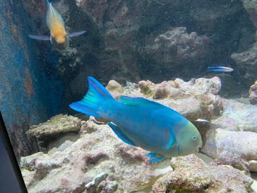 沖縄美ら海水族館に投稿された画像（2023/11/17）