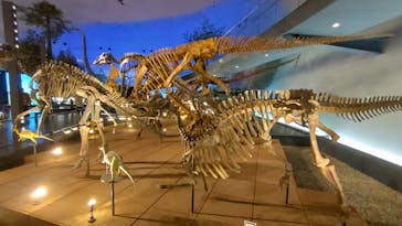 福井県立恐竜博物館に投稿された画像（2023/11/17）