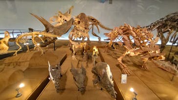 福井県立恐竜博物館に投稿された画像（2023/11/17）