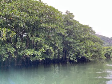 西表島 ADVENTURE PiPi（アドベンチャーピピ）に投稿された画像（2023/11/17）