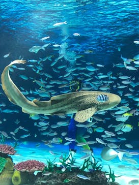 サンシャイン水族館に投稿された画像（2023/11/17）
