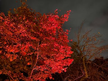 NAKED meets 二条城 2025 観月に投稿された画像（2023/11/17）