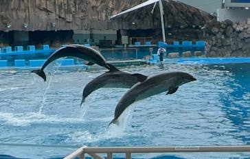 名古屋港水族館に投稿された画像（2023/11/17）
