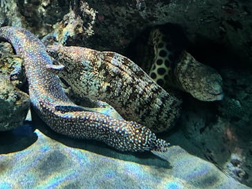 名古屋港水族館に投稿された画像（2023/11/17）