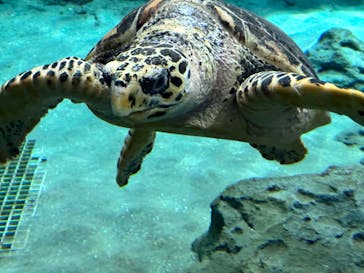 名古屋港水族館に投稿された画像（2023/11/17）