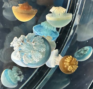 名古屋港水族館に投稿された画像（2023/11/17）