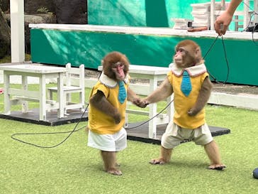 おさるランド＆アニタウン　日光さる軍団劇場に投稿された画像（2023/11/17）