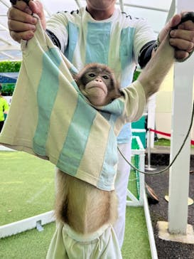 おさるランド＆アニタウン　日光さる軍団劇場に投稿された画像（2023/11/17）