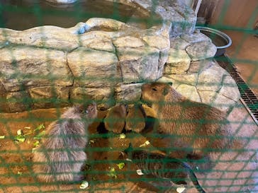 おさるランド＆アニタウン　日光さる軍団劇場に投稿された画像（2023/11/17）