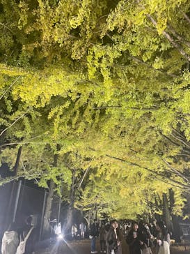 国営昭和記念公園 秋の夜散歩に投稿された画像（2023/11/17）