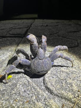 宮古島 ADVENTURE PiPi（ミヤコジマ アドベンチャー ピピ）に投稿された画像（2023/11/17）