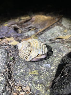 宮古島 ADVENTURE PiPi（ミヤコジマ アドベンチャー ピピ）に投稿された画像（2023/11/17）