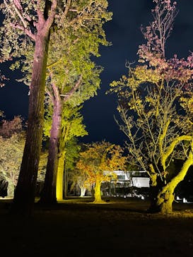 NAKED meets 二条城 2025 観月に投稿された画像（2023/11/17）