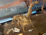 福井県立恐竜博物館に投稿された画像（2023/11/18）
