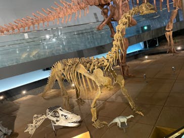 福井県立恐竜博物館に投稿された画像（2023/11/17）
