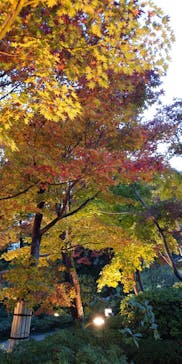 国営昭和記念公園 秋の夜散歩に投稿された画像（2023/11/17）