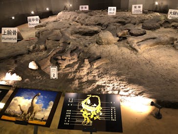 福井県立恐竜博物館に投稿された画像（2023/11/17）