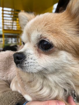 つくばわんわんランドに投稿された画像（2023/11/18）