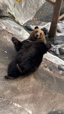 のぼりべつクマ牧場に投稿された画像（2023/11/18）