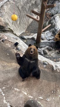 のぼりべつクマ牧場に投稿された画像（2023/11/18）