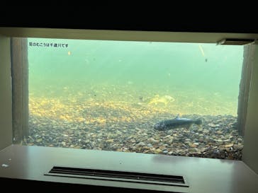 サケのふるさと 千歳水族館に投稿された画像（2023/11/18）