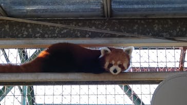 熱川バナナワニ園に投稿された画像（2023/11/18）