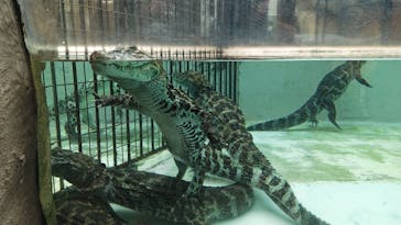 熱川バナナワニ園に投稿された画像（2023/11/18）