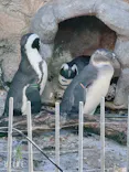 サンシャイン水族館に投稿された画像（2023/11/18）