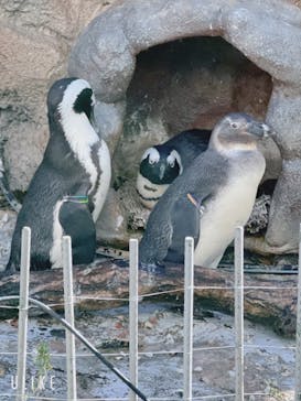 サンシャイン水族館に投稿された画像（2023/11/18）