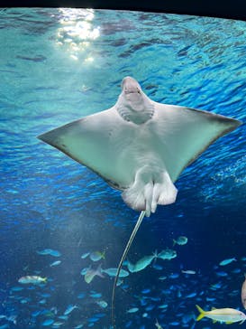 サンシャイン水族館に投稿された画像（2023/11/18）
