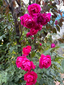 横浜イングリッシュガーデンに投稿された画像（2023/11/18）