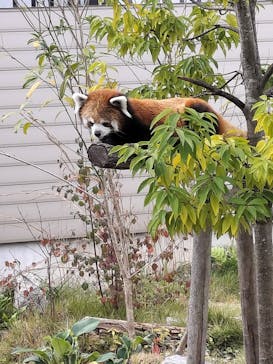 名古屋市東山動植物園に投稿された画像（2023/11/18）
