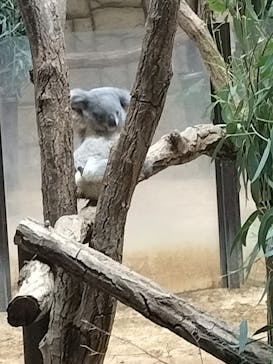 名古屋市東山動植物園に投稿された画像（2023/11/18）