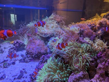 しながわ水族館に投稿された画像（2023/11/18）