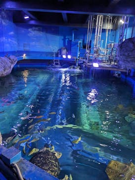 しながわ水族館に投稿された画像（2023/11/18）
