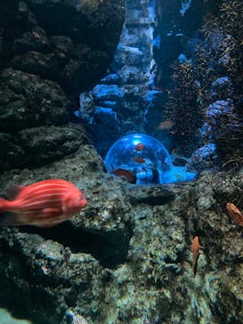 名古屋港水族館に投稿された画像（2023/11/18）