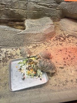 名古屋市東山動植物園に投稿された画像（2023/11/18）