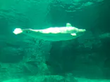 名古屋港水族館に投稿された画像（2023/11/18）
