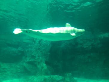 名古屋港水族館に投稿された画像（2023/11/18）