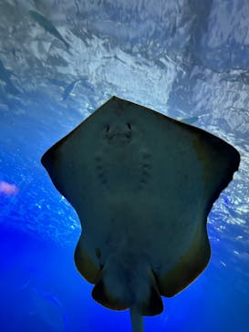 串本海中公園水族館に投稿された画像（2023/11/18）