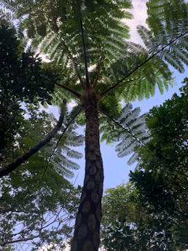 西表島 ADVENTURE PiPi（アドベンチャーピピ）に投稿された画像（2023/11/18）