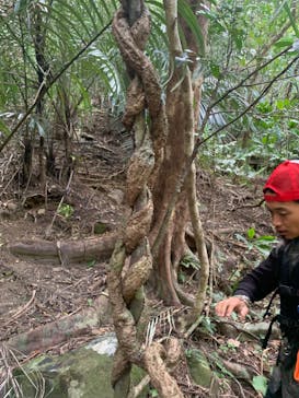 西表島 ADVENTURE PiPi（アドベンチャーピピ）に投稿された画像（2023/11/18）