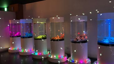 NARA KINGYO MUSEUMに投稿された画像（2023/11/18）