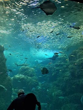 新江ノ島水族館に投稿された画像（2023/11/18）