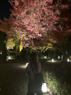 NAKED meets 二条城 2025 観月に投稿された画像（2023/11/18）